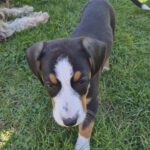 Mischling Janou, 07/2025, ca 45 cm