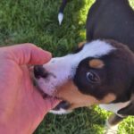 Mischling Janou, 07/2025, ca 45 cm