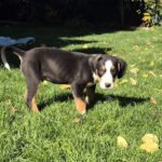 Mischling Janou, 07/2025, ca 45 cm