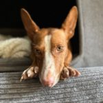 Podenco Maneto Jara, 06/2022, ca. 35 cm, 24598 Boostedt