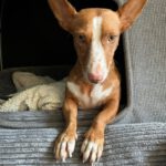Podenco Maneto Jara, 06/2022, ca. 35 cm, 24598 Boostedt