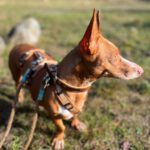 Podenco Maneto Jara, 06/2022, ca. 35 cm, 24598 Boostedt