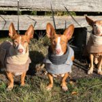 Podenco Maneto Jara, 06/2022, ca. 35 cm, 24598 Boostedt