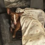 Podenco Maneto Jara, 06/2022, ca. 35 cm, 24598 Boostedt