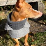 Podenco Maneto Jara, 06/2022, ca. 35 cm, 24598 Boostedt