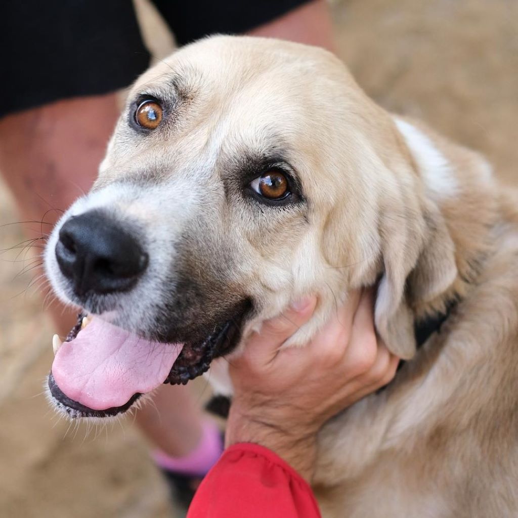 Mastin Mischling Jimmy, 04/2020, ca. 63 cm