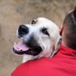 Mastin Mischling Jimmy, 04/2020, ca. 66 cm