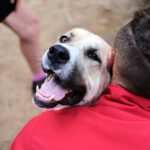 Mastin Mischling Jimmy, 04/2020, ca. 66 cm