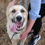 Mastin Mischling Jimmy, 04/2020, ca. 66 cm