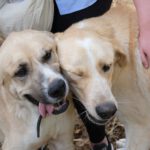 Mastin Mischling Jimmy, 04/2020, ca. 66 cm