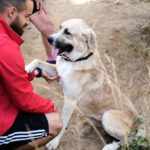 Mastin Mischling Jimmy, 04/2020, ca. 66 cm