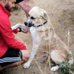 Mastin Mischling Jimmy, 04/2020, ca. 66 cm