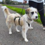 Mischling Jolie, 12/2024, Endgröße ca. 50 cm,31606 Warmsen