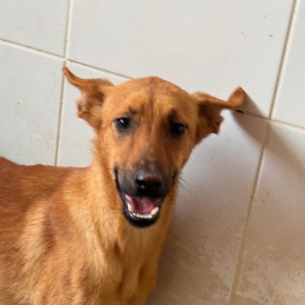 Malinois Mischling Kala,02/2025, Endgröße ca. 50 cm