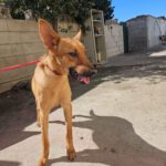 Malinois Mischling Kala,02/2025, Endgröße ca. 50 cm