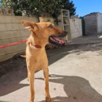 Malinois Mischling Kala,02/2025, Endgröße ca. 50 cm