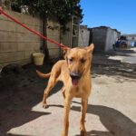 Malinois Mischling Kala,02/2025, Endgröße ca. 50 cm