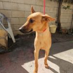 Malinois Mischling Kala,02/2025, Endgröße ca. 50 cm