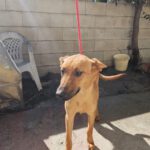 Malinois Mischling Kala,02/2025, Endgröße ca. 50 cm