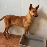 Malinois Mischling Kala,02/2025, Endgröße ca. 50 cm