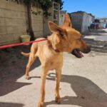 Malinois Mischling Kala,02/2025, Endgröße ca. 50 cm