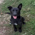 Mischling Kenai, 06/2025, ca. 47 cm