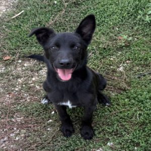 Mischling Kenai, 06/2025, ca. 47 cm