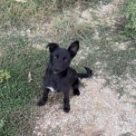 Mischling Kenai, 06/2025, ca. 47 cm