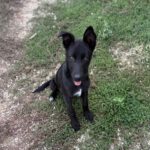 Mischling Kenai, 06/2025, ca. 47 cm