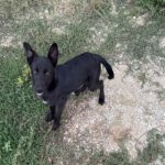 Mischling Kenai, 06/2025, ca. 47 cm