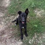 Mischling Kenai, 06/2025, ca. 47 cm