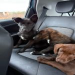 Mischling Kenai, 06/2025, ca. 47 cm