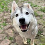 Husky Kira, 10/2022, ca 45 cm, 68535 Edingen-Neckarhausen