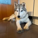 Husky Kira, 10/2022, ca 45 cm, 68535 Edingen-Neckarhausen