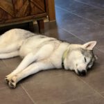 Husky Kira, 10/2022, ca 45 cm, 68535 Edingen-Neckarhausen