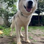 Husky Kira, 10/2022, ca 45 cm, 68535 Edingen-Neckarhausen