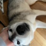 Husky Kira, 10/2022, ca 45 cm, 68535 Edingen-Neckarhausen