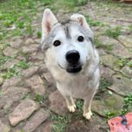 Husky Kira, 10/2022, ca 45 cm, 68535 Edingen-Neckarhausen