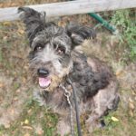 Altdeutscher Hütehund Kira, 10/2022, ca. 50 cm, 61191 Rosbach vor der Höhe