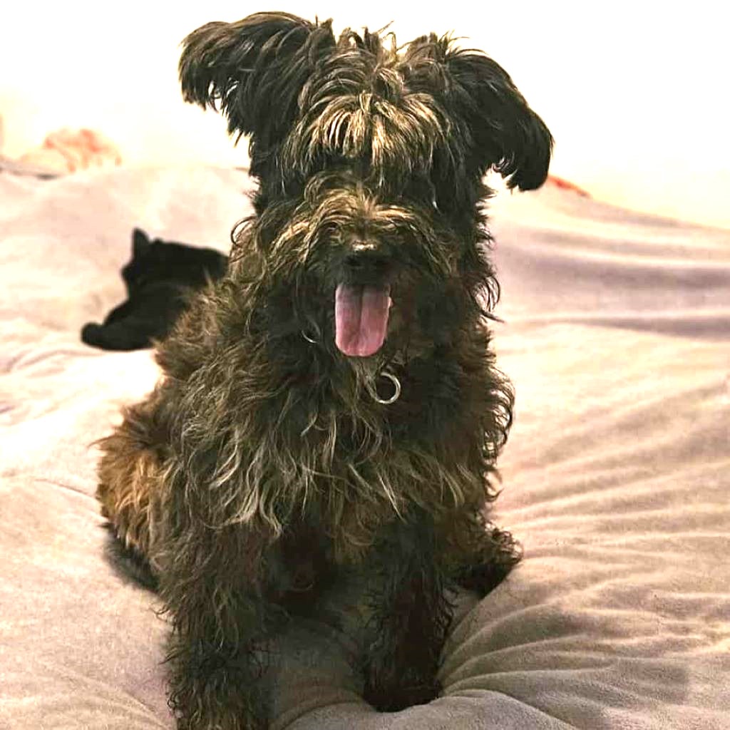 Altdeutscher Hütehund Kira, 10/2022, ca. 50 cm, 61191 Rosbach vor der Höhe
