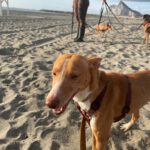 Podenco Kiwi, 03/2023, ca 45 cm