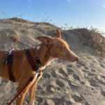 Podenco Kiwi, 03/2023, ca 45 cm