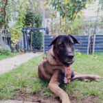 Mastin Mischling Kobe, 02/2024, ca. 68 cm