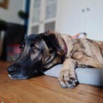 Mastin Mischling Kobe, 02/2024, ca. 68 cm