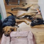 Mastin Mischling Kobe, 02/2024, ca. 68 cm