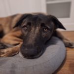 Mastin Mischling Kobe, 02/2024, ca. 68 cm