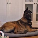 Mastin Mischling Kobe, 02/2024, ca. 68 cm