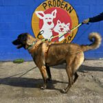 Mastin Mischling Kobe, 02/2024, ca. 68 cm