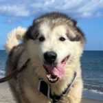 Husky-Mischling Konami, 05/2015, 60 cm