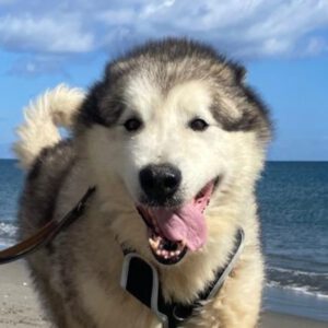 Husky-Mischling Konami, 05/2015, 60 cm